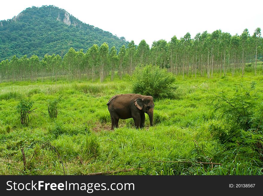 The elephant in the meadow.