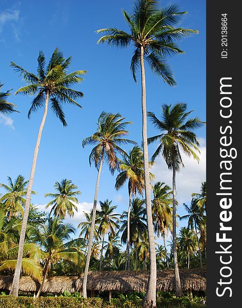 This typical Caribbean image has been made on Punta Cana in the Dominican Republic. This typical Caribbean image has been made on Punta Cana in the Dominican Republic.