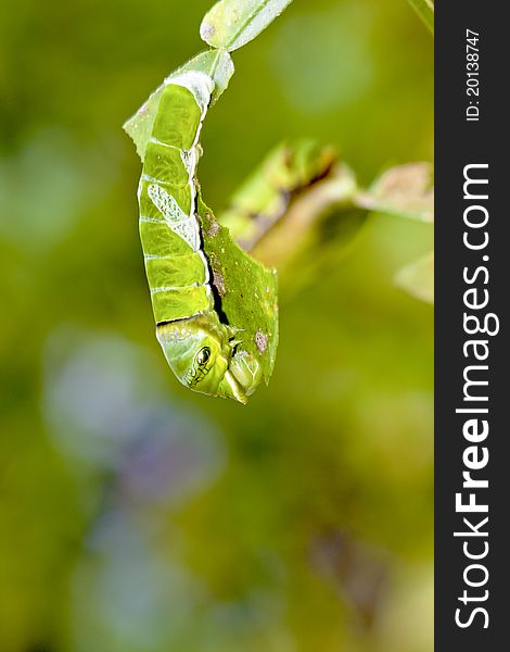 A green butterfly larva stay on leaf