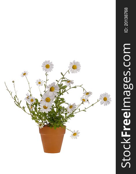 White daisies in a brown pot isolated on a white background.