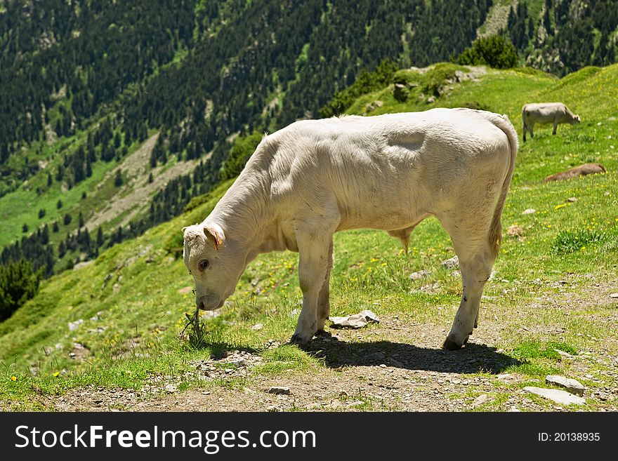 The bull in Pyrenees