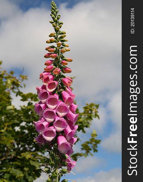 A flowering ans in bud foxglove growing in the wild.