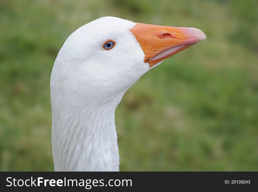 A close up of a goose