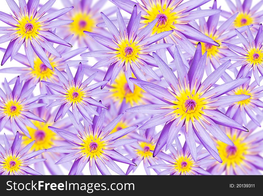 A blooming lotus flower seamless  isolated on white background