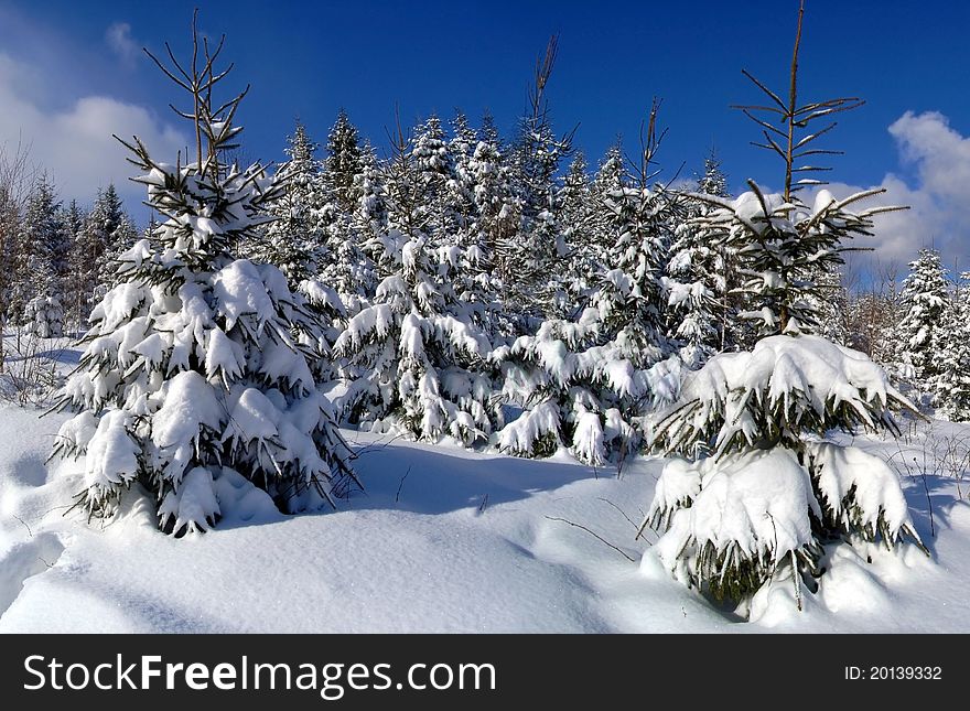 Winter mountain scenery. overcast sky. snowy forest. Winter mountain scenery. overcast sky. snowy forest