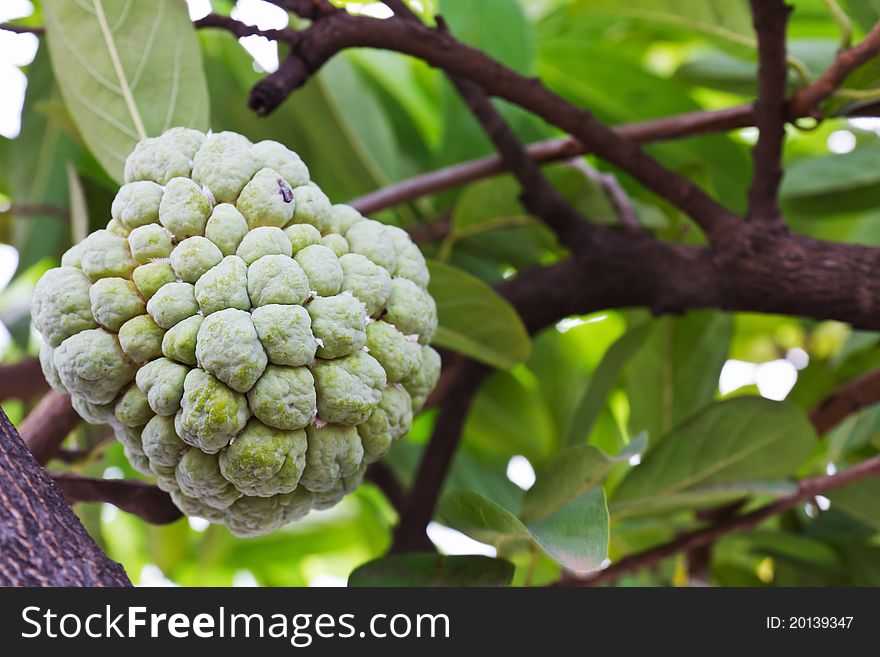 Custard Apple Growing On Tree