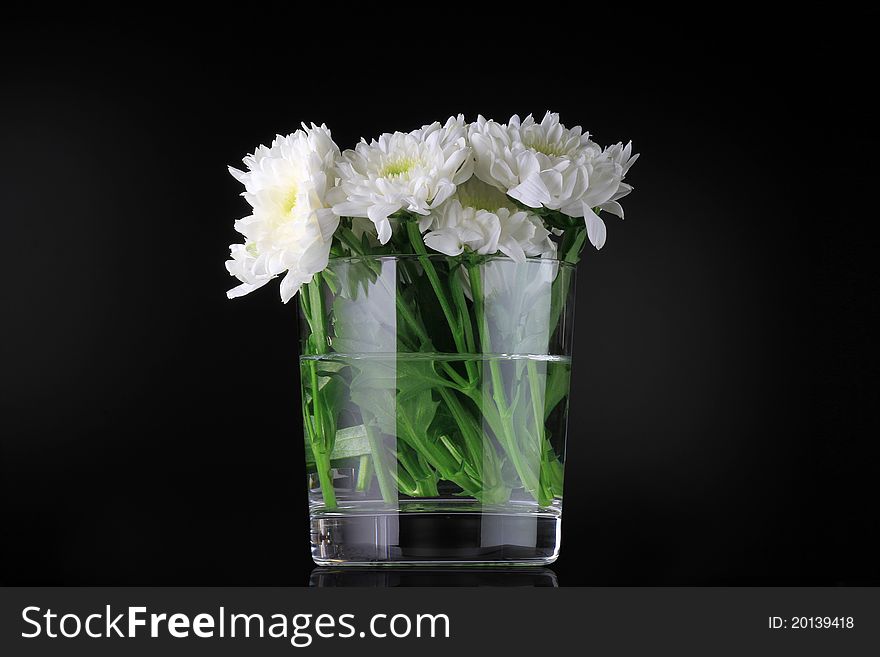 Ouquet of white daisies in clear glass vase,. Ouquet of white daisies in clear glass vase,