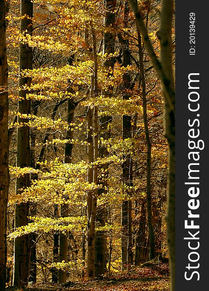 Autumn forest. direct high trees. yellow leaves