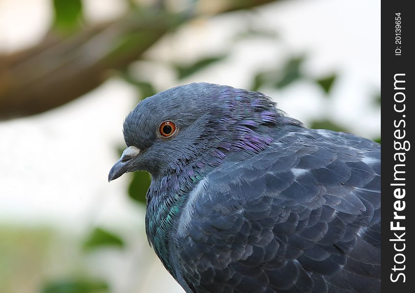 A wild (also called a feral) pigeon. A wild (also called a feral) pigeon.
