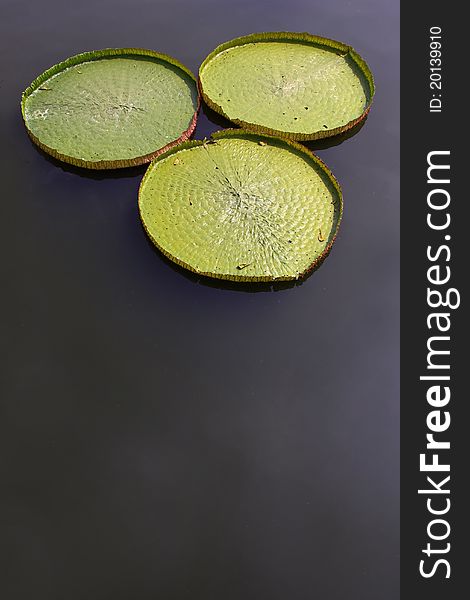 3 Victoria Amazonica leaf in park lake in Thailand