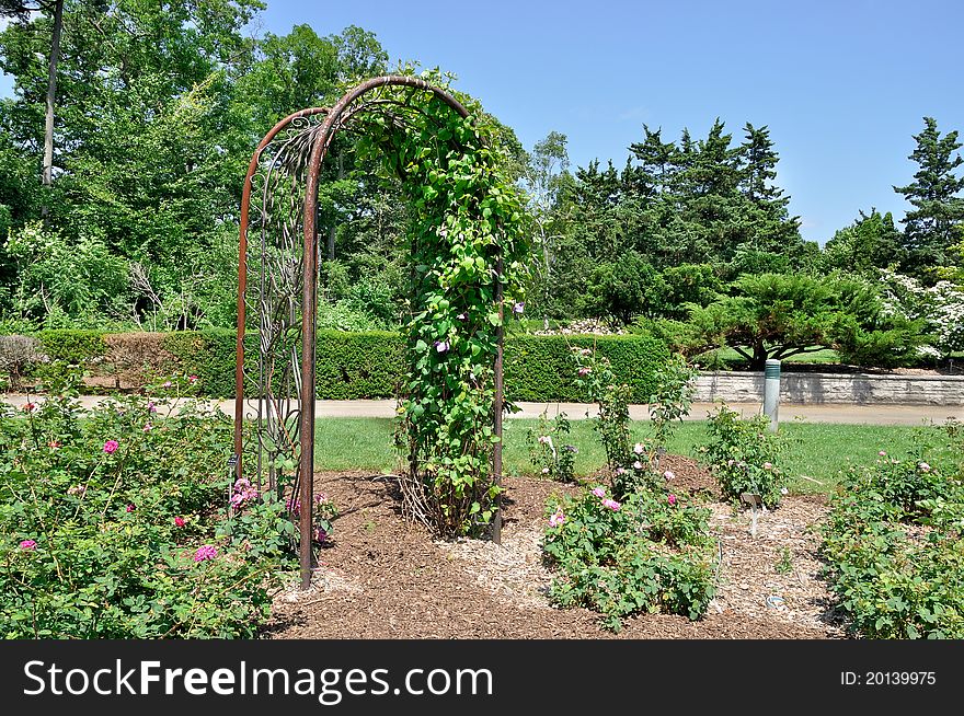 Archway covered in foliage in formal garden. Archway covered in foliage in formal garden