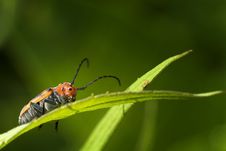 Red Milkweed Beetle On A Leaf Royalty Free Stock Images