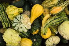 Mini Pumpkins Stock Images Mini Pumpkins Stock Images