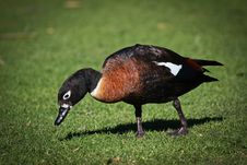 Duck Royalty Free Stock Images