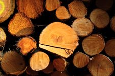 Felled Trees Royalty Free Stock Photos