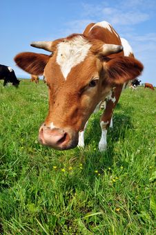 Cow On A Summer Pasture Royalty Free Stock Photography Cow On A Summer Pasture Royalty Free Stock Photography