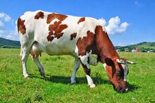 Cow On A Summer Pasture Royalty Free Stock Images Cow On A Summer Pasture Royalty Free Stock Images