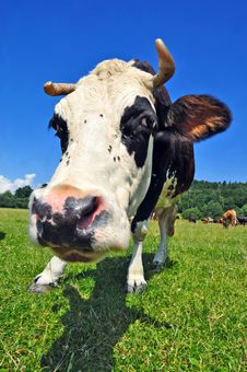 Cow On A Summer Pasture Stock Photo Cow On A Summer Pasture Stock Photo