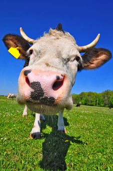 Cow On A Summer Pasture Stock Image Cow On A Summer Pasture Stock Image