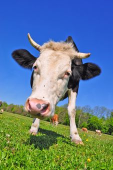 Cow On A Summer Pasture Stock Image Cow On A Summer Pasture Stock Image