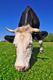 Cow On A Summer Pasture Royalty Free Stock Images Cow On A Summer Pasture Royalty Free Stock Images