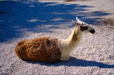 Lama Stock Photo Lama Stock Photo