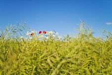 Flowers Royalty Free Stock Images Flowers Royalty Free Stock Images