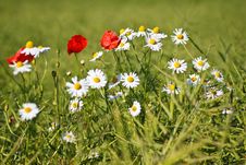 Flowers Royalty Free Stock Image Flowers Royalty Free Stock Image