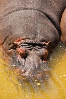 The Hippopotamus Royalty Free Stock Photos
