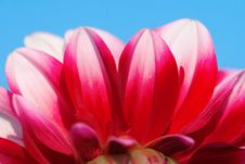 Dahlia Flower Royalty Free Stock Photo Dahlia Flower Royalty Free Stock Photo