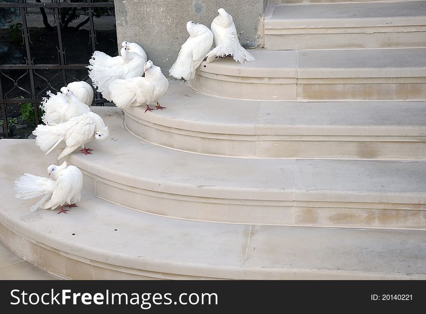 White dove staying on stairs