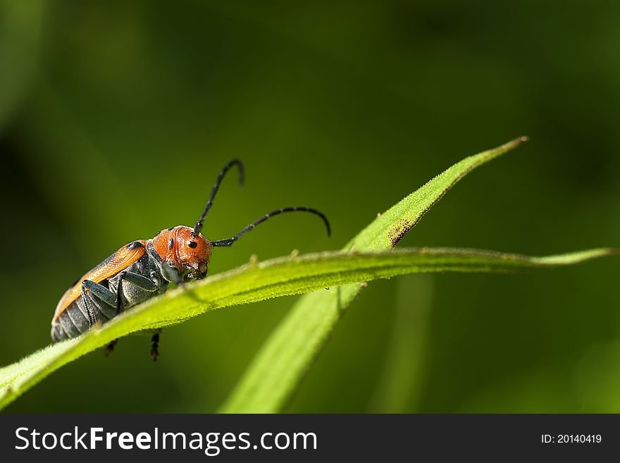 A closeup photo of a red milkweed beetle. A closeup photo of a red milkweed beetle