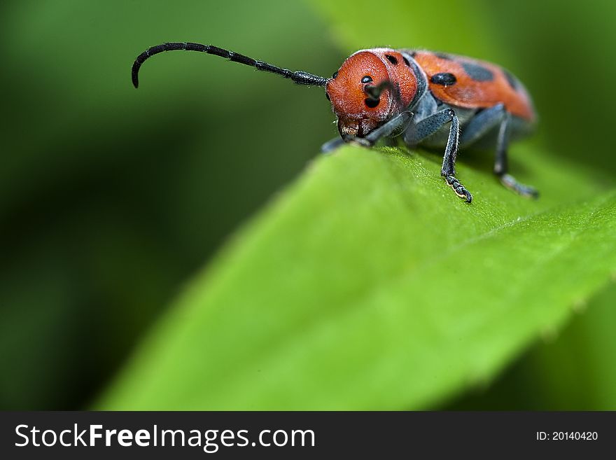 Red Milkweed Beetle on a leaf