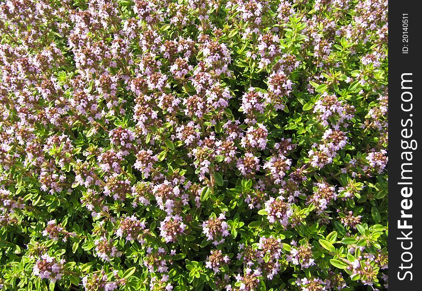 Thyme Shepherd Or Shepherd - Thymus Pastoralis