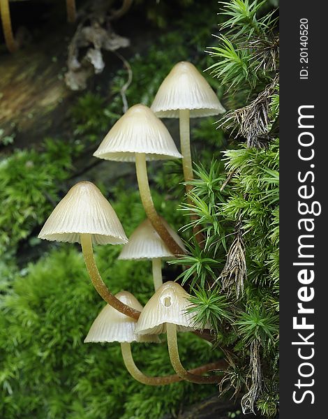 Six little mushrooms born in a tree covered with moss. Six little mushrooms born in a tree covered with moss