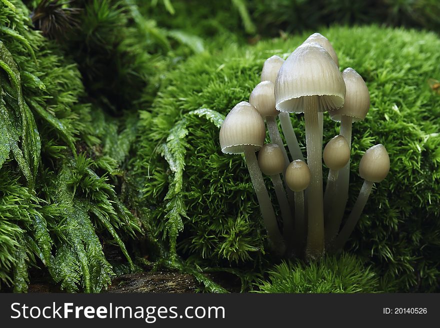 A mushrooms group born in moss. A mushrooms group born in moss