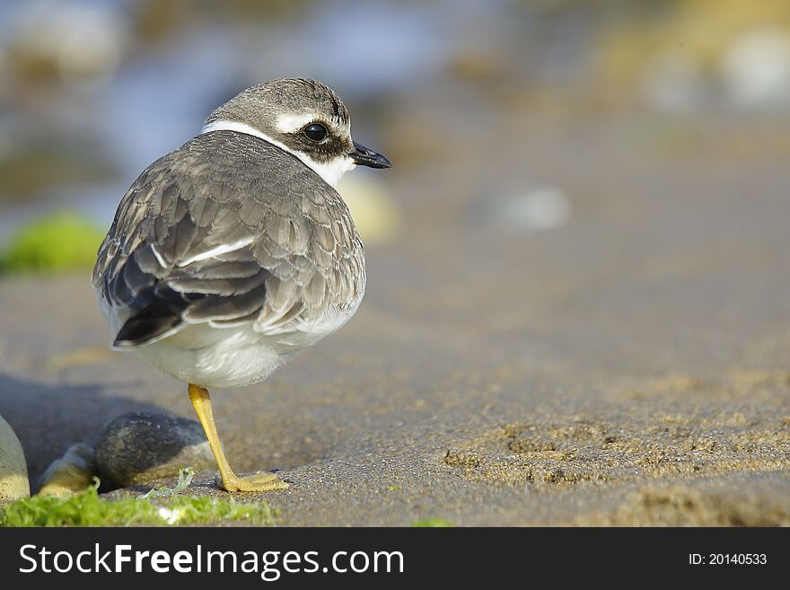 Ringed plover is a migration bird in Europe. In winter is possible to watch in the south European beaches. This is whit oneÂ´s back turned and leaned on only one leg.