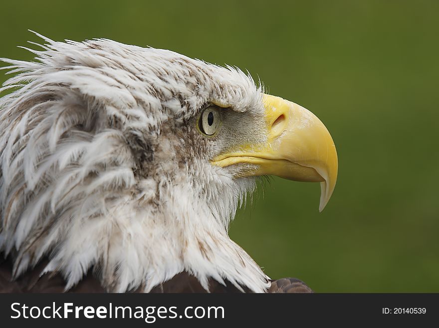 The defiant look eyes to the white head eagle