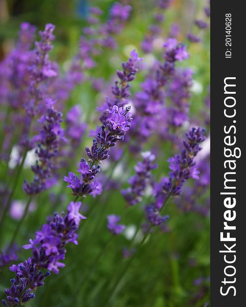 Lavender flowers with shallow depth of field