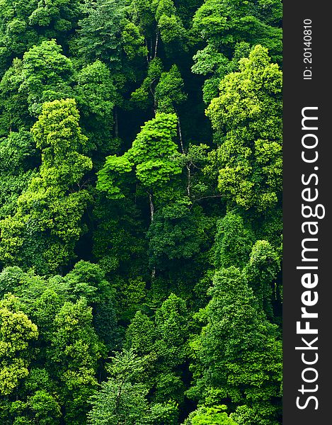 The Green forest background in china