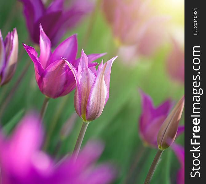 Photo of pink tulips with sun beam