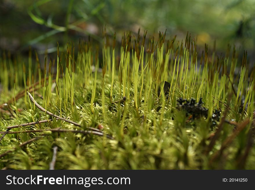 Moss on a clearing, a wood landscape, a structure and a background