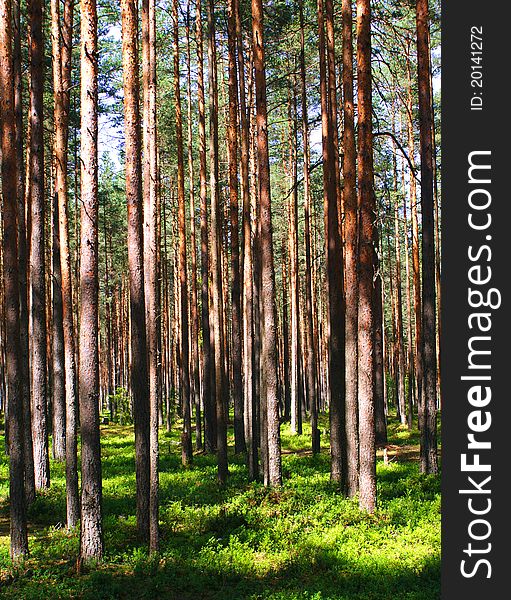 Pine Wood - Russia