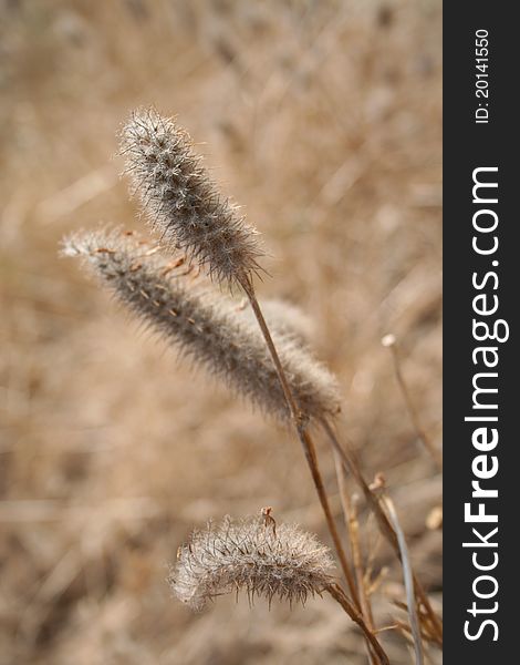 Dry blades of grass with blossoms on a summer meadow. Dry blades of grass with blossoms on a summer meadow