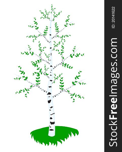 Tree birch with green sheet. Tree birch with green sheet