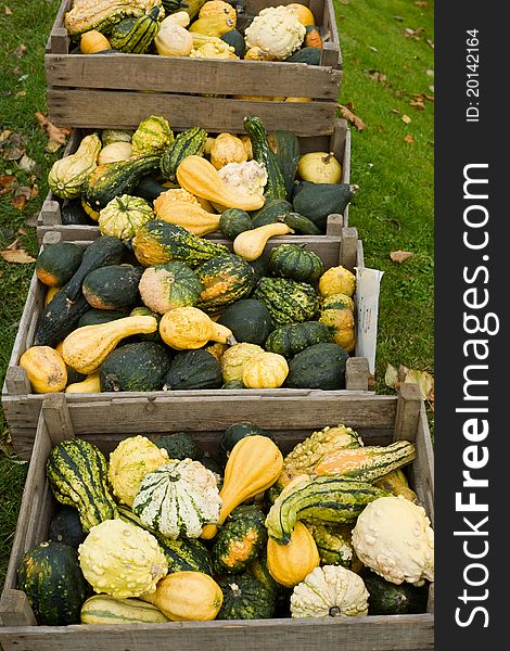 Variation of pumpkins in wooden boxes. Variation of pumpkins in wooden boxes