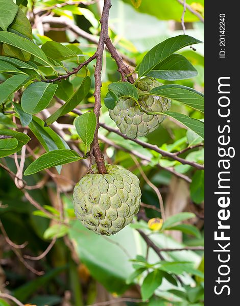 Custard Apple On Tree