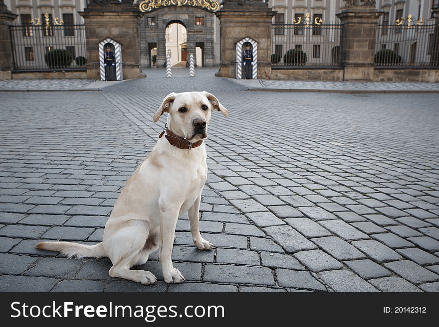 Dog patiently waiting in front of the honor guard of Prague Castle, Czech Republic. Dog patiently waiting in front of the honor guard of Prague Castle, Czech Republic.