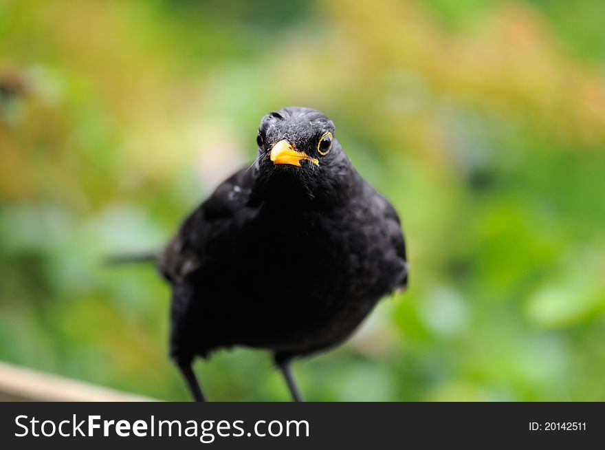 Portrait of a male Blackbird (Turdus merula). Portrait of a male Blackbird (Turdus merula)