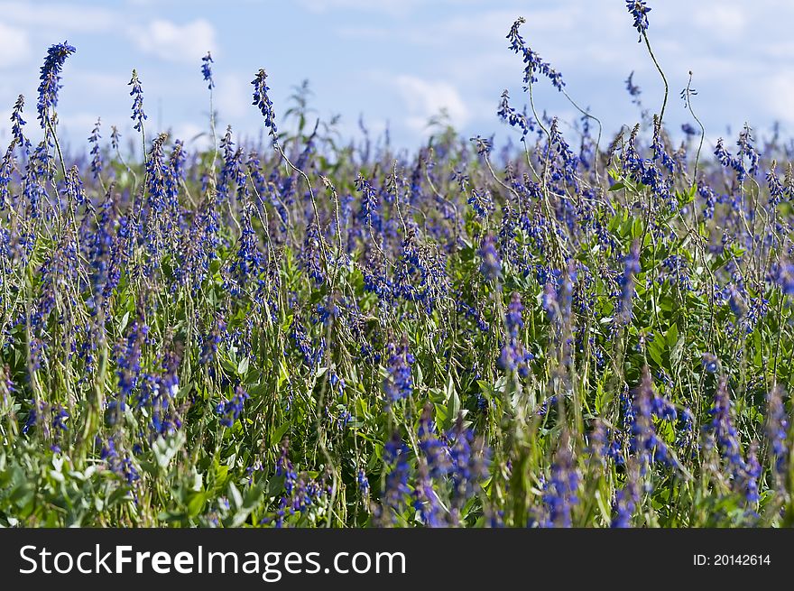 Flourishing field of purple flowers